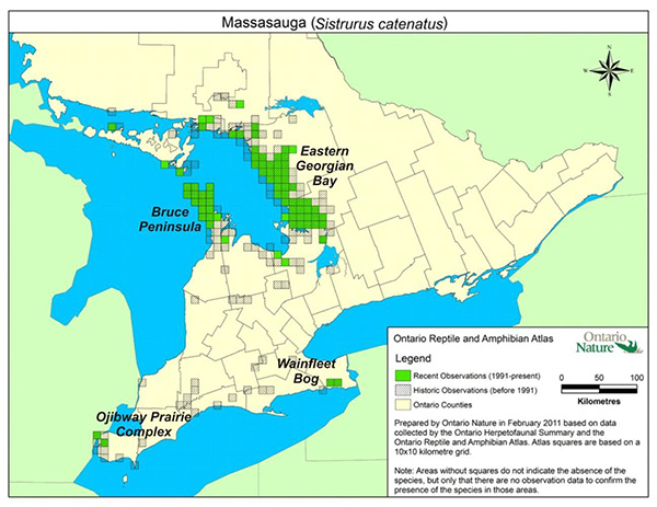Map of southern Ontario showing historic (before 1991) and recent (1991 to present) observations on 10x10 km grid. Recent observations generally cluster around the shores of Georgian Bay, Windsor area, and Wainfleet Bog (near Niagara Falls). Historical observations are scattered in between the three main clusters.