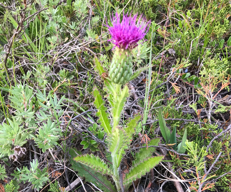 A photograph of the Hill’s Thistle