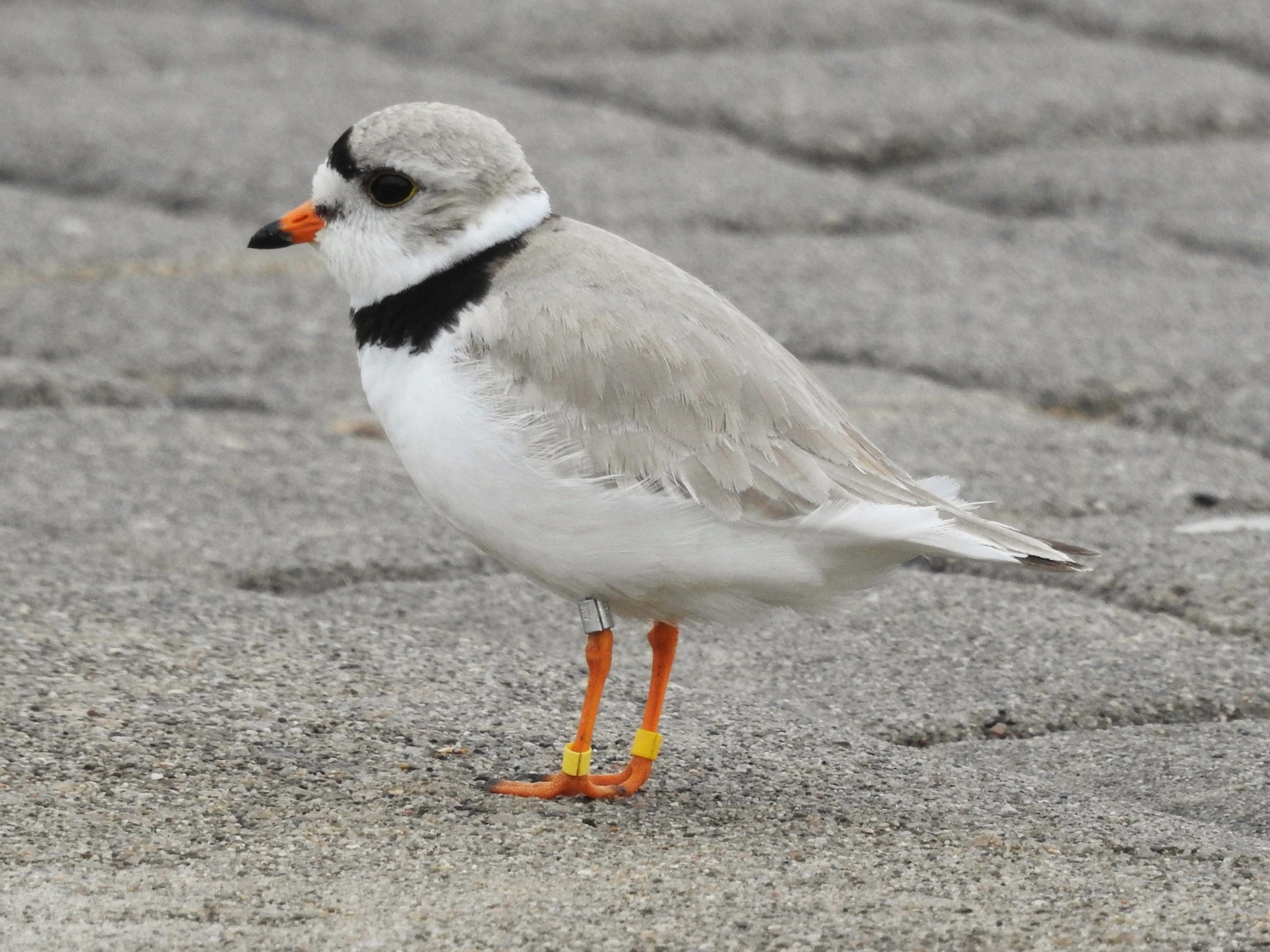 A photograph of the Piping Plover