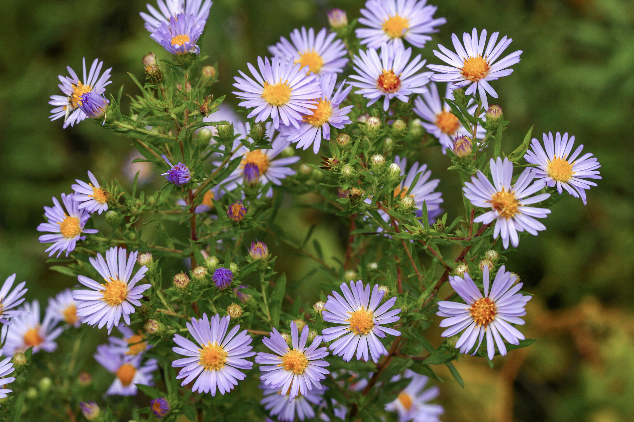 A photograph of Willowleaf Aster