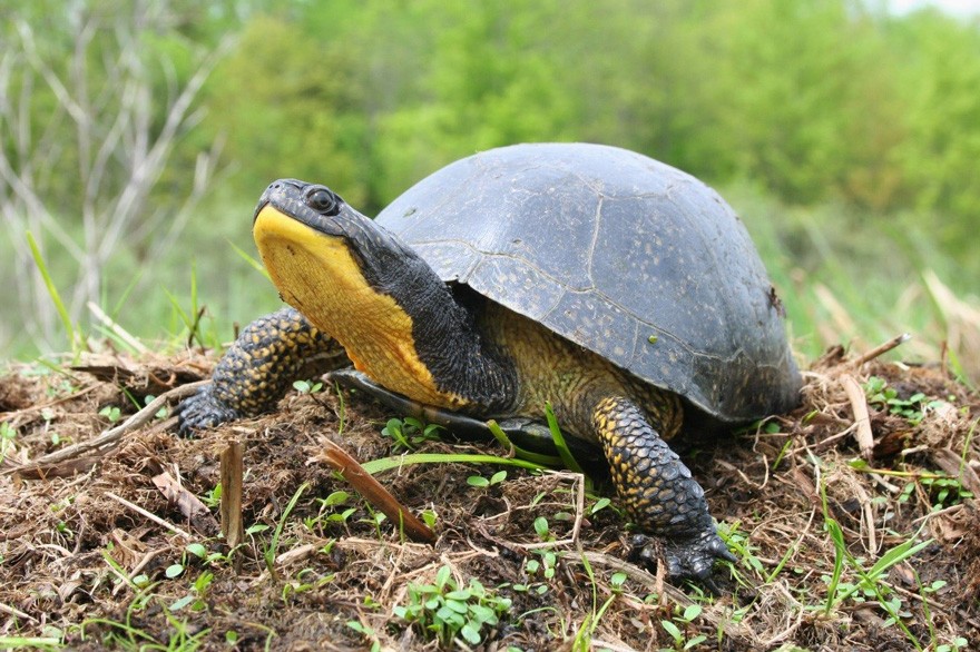 La tortue mouchetée