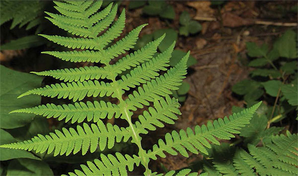 Broad Beech Fern 