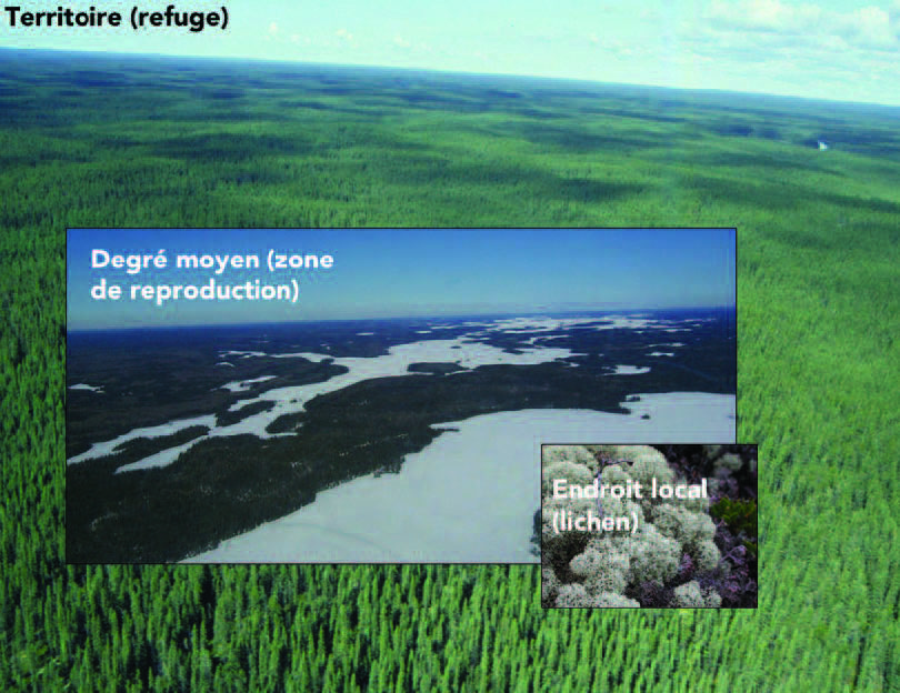 Photo du territoire (refuge), du dégre moyen (zone de reprotection) et de l'endroit local (lichen)