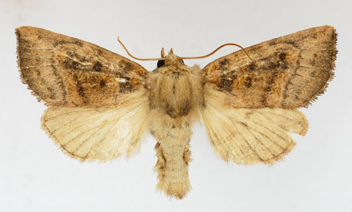 A photograph of Aweme Borer Moth