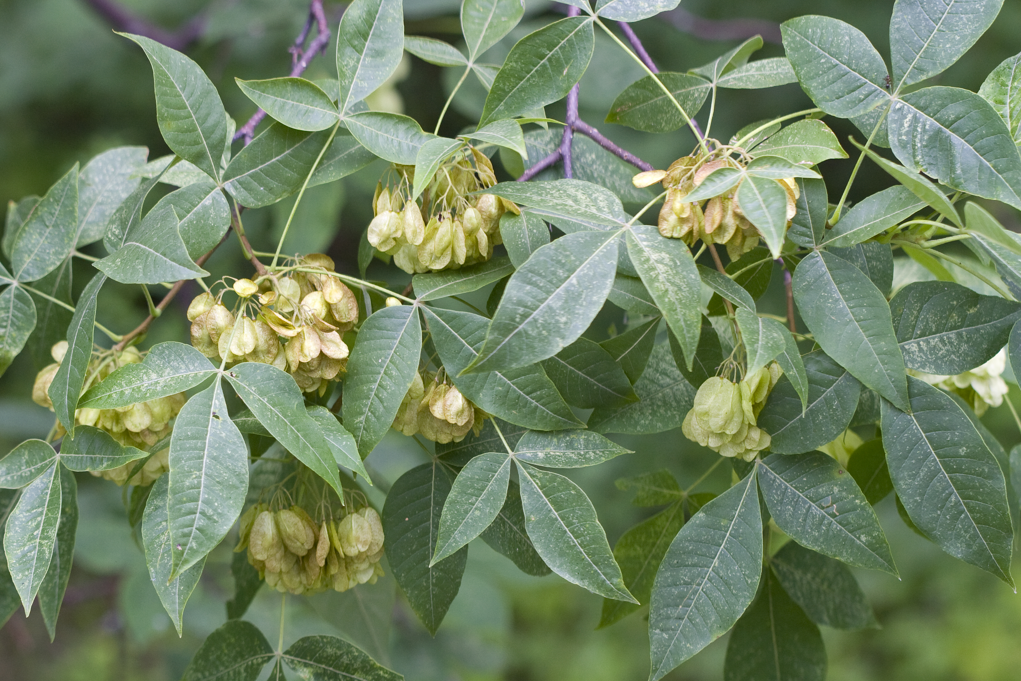 A photograph of cylindric Common Hoptree