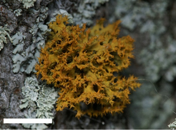 Golden-eye Lichen and its habitat