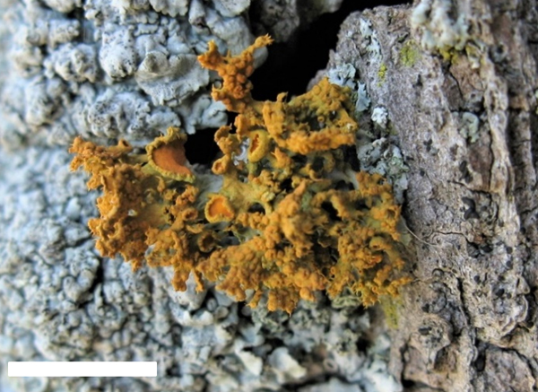Golden-eye Lichen thallus on Red Oak bark