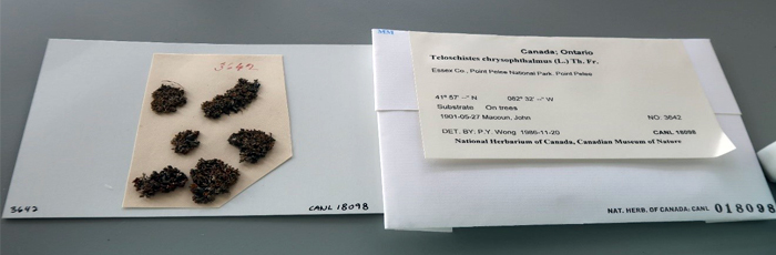 Golden-eye Lichen specimens and herbarium label from the National Herbarium of Canada