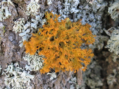 Golden-eye Lichen (Great Lakes population)