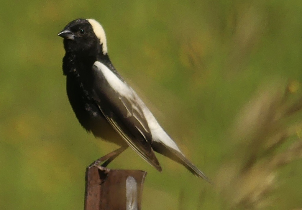 A photograph of the Bobolink