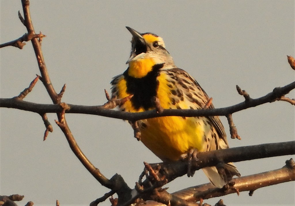 A photograph of the Eastern Meadowlark