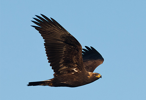 A photograph of Golden Eagle