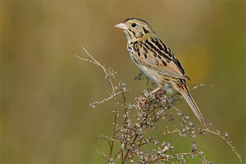 A photograph of Henslow’s Sparrow