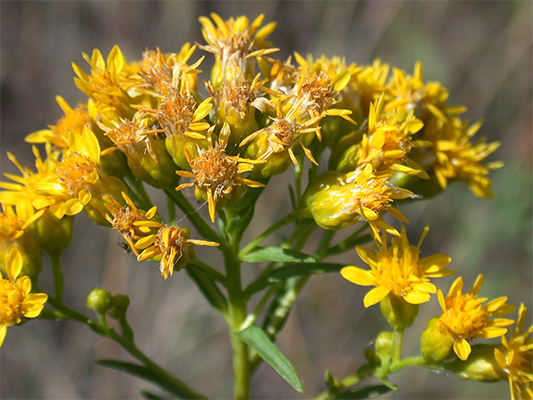 A photograph of Houghton's Goldenrod