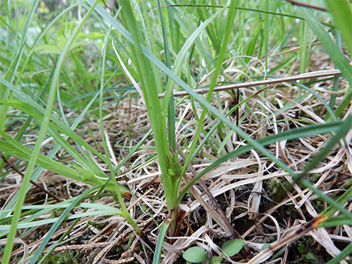Carex des genévriers