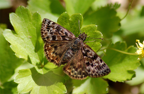 A photograph of Mottled Duskywings