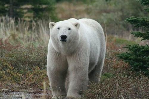 A photograph of Polar Bear