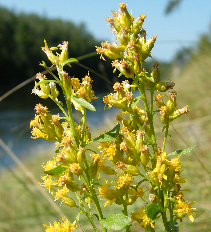 A photograph of the Showy Goldenrod