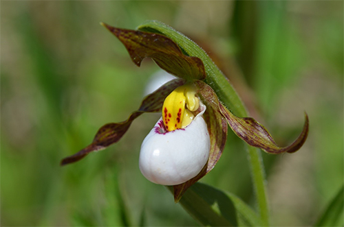 A photograph of Small White Lady’s-slipper