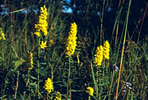 A photograph of Showy Goldenrod (Great Lakes Plains population)
