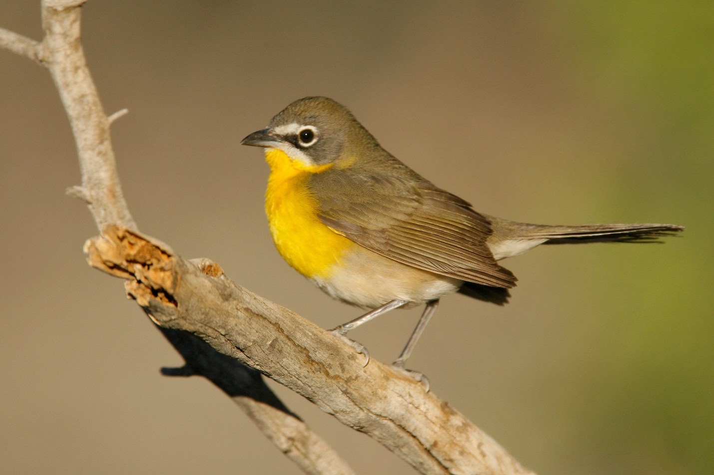 Photo of Yellow-breasted Chat