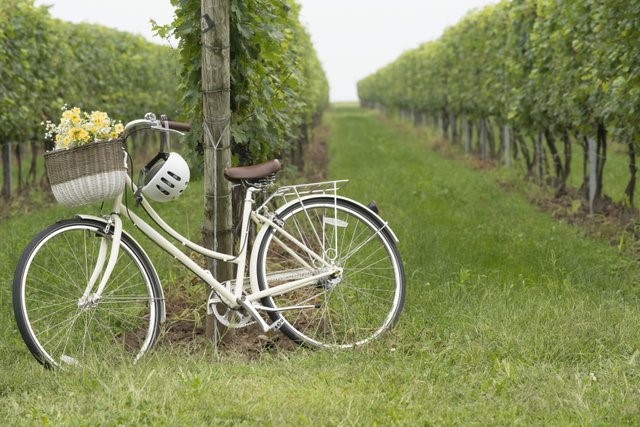 Photographie d'un vélo devant des vignes