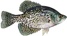 A photograph of BBlack Crappie