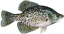 Black Crappie