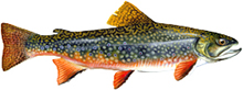 A photograph of a Brook Trout