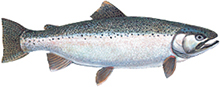 Brown Trout (Great Lakes)
