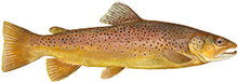 Brown Trout (Inland)
