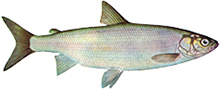 A photograph of a Common Carp