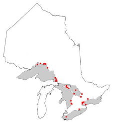 Range of the Coho Salmon in Ontario