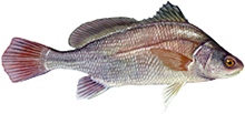 A photograph of a Freshwater Drum