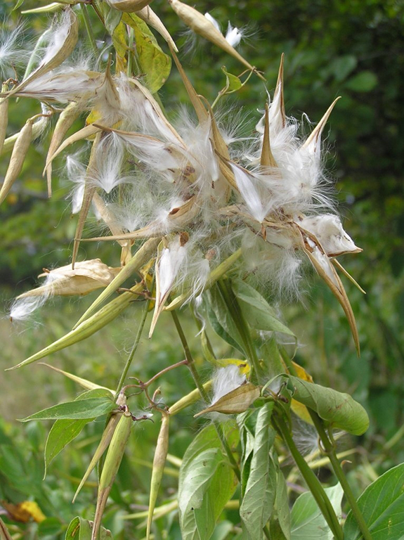 Dogstrangling vine Ontario.ca