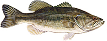 A photograph of a Largemouth Bass