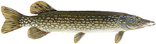 A photograph of a Northern Pike