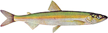 A photograph of a Rainbow Smelt