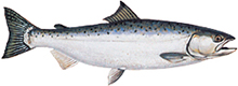 A photograph of a Rainbow Trout