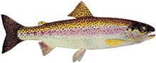 Rainbow Trout (Inland) | ontario.ca