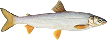 A photograph of a Round Whitefish