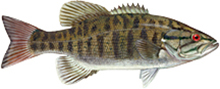 A photograph of a Smallmouth Bass