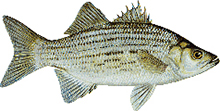 A photograph of a White Bass