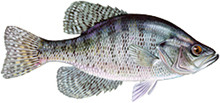 A photograph of a White Crappie