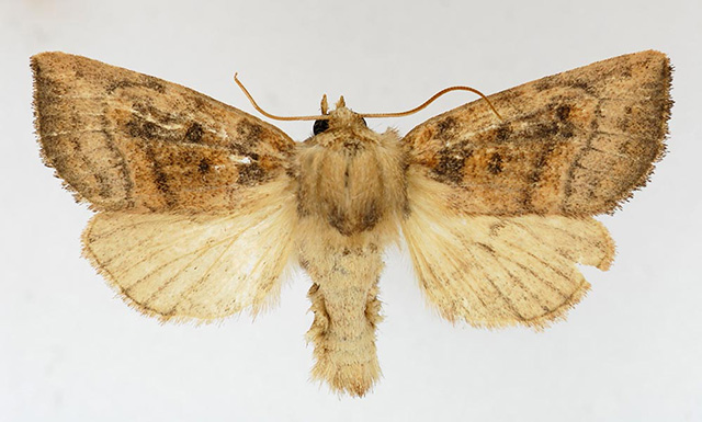 Photo of Aweme Borer Moth; pinned specimen