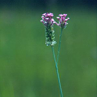 Photo of Pink Milkwort