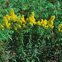 Photo of Showy Goldenrod (Great Lakes Plains population)