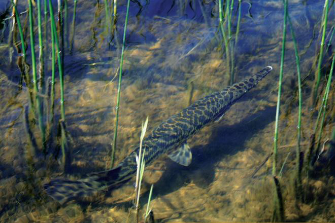 Photo of the Spotted Gar in its natural habitat