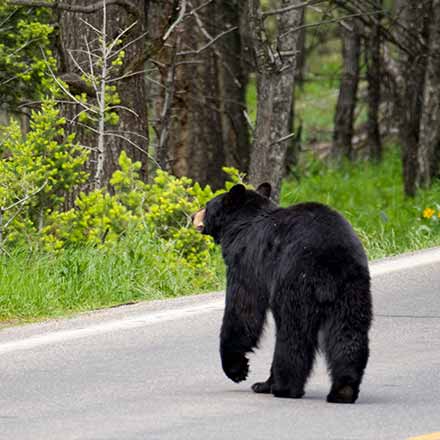 Be Bear Wise And Prevent Bear Encounters Ontario Ca