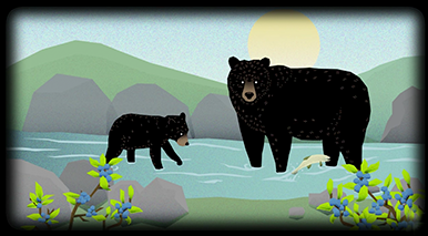 vignette d’une vidéo Attention : ours sur l’alimentation des ours